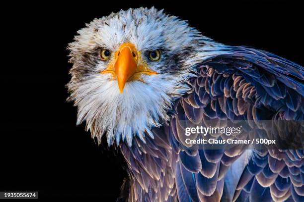 close-up of bald eagle against black background - auge close up ストックフォトと画像