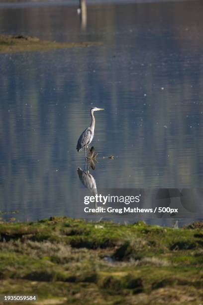 high angle view of gray heron in lake,cowichan bay,british columbia,canada - cowichan bay stock pictures, royalty-free photos & images