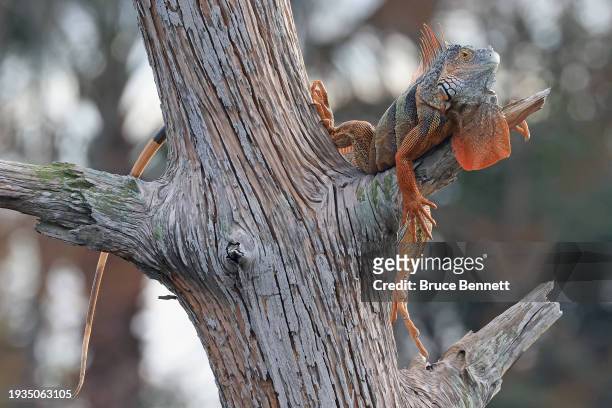 An iguana populates the Green Cay Nature Center & Wetlands on January 4, 2024 in Boynton Beach, Florida, United States. The warm climate of Florida...