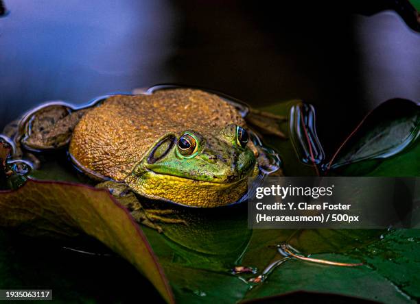 Bullfrog Cheek 1,470 Bullfrog Stock Photos, High-Res Pictures, and Images - Getty Images