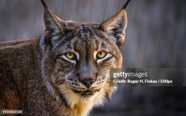 close-up portrait of cat - eurasischer luchs stock-fotos und bilder
