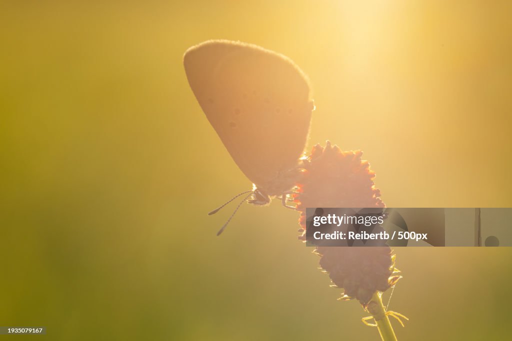 Close-up of butterfly flying against sky during sunset