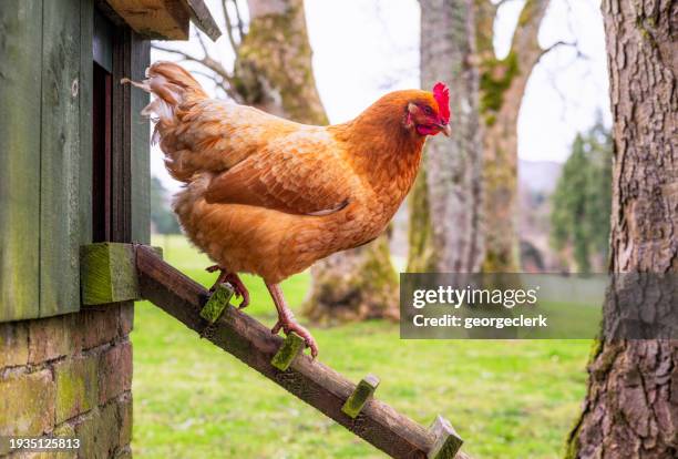 gallina che esce per foraggiare - pollaio foto e immagini stock