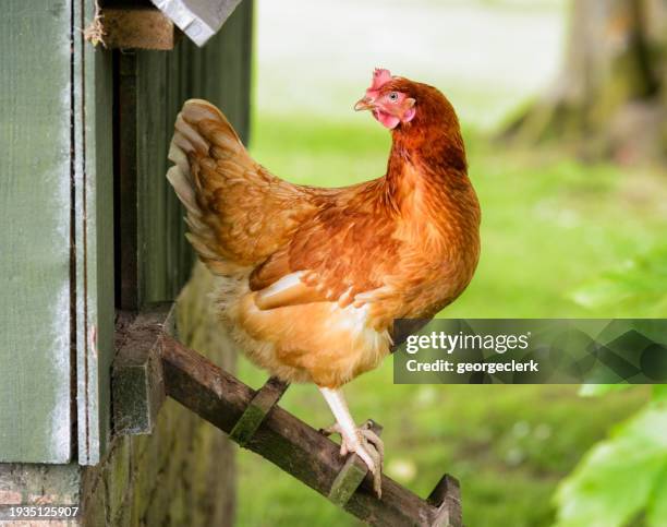 mirando hacia atrás en el camino de salida - gallinas fotografías e imágenes de stock