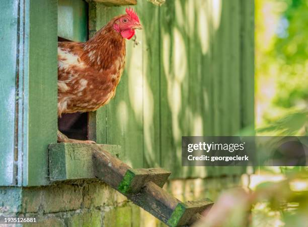 jeter un coup d’œil hors du poulailler le matin - poulet volaille domestique photos et images de collection
