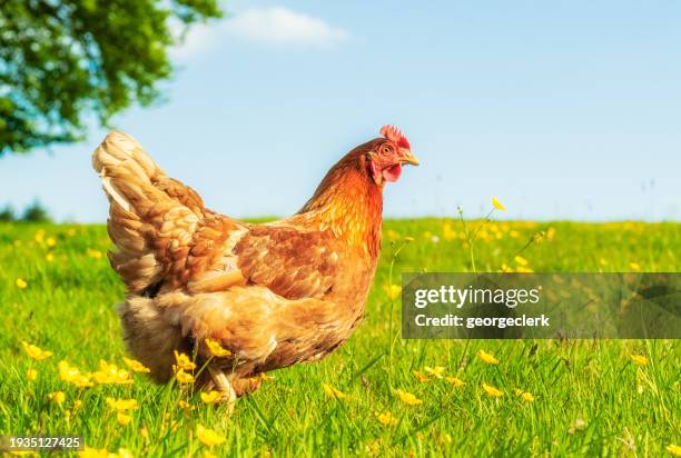 92,766 Chickens Images Stock Photos, High-Res Pictures, and Images ...