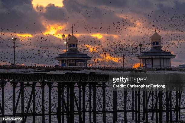 Starlings come home to roost on Blackpool's North Pier at sunset on January 15, 2024 in Blackpool, United Kingdom.