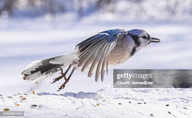blue jay bird in flight - blue jay flying stock pictures, royalty-free photos & images