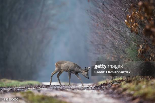 roe deer (capreolus capreolus) - roe deer female stock pictures, royalty-free photos & images