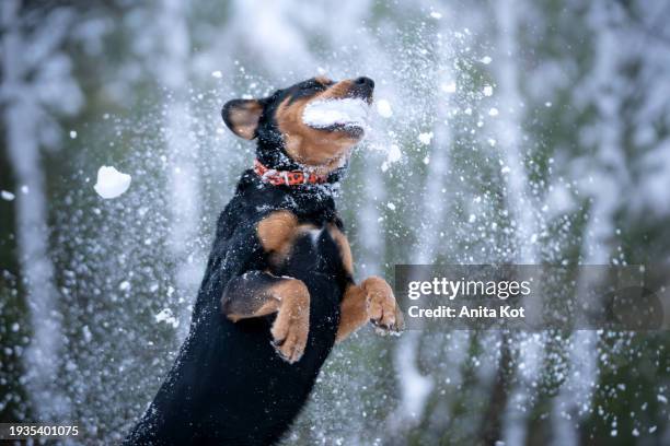 a dog catching a snowball - anita stock pictures, royalty-free photos & images