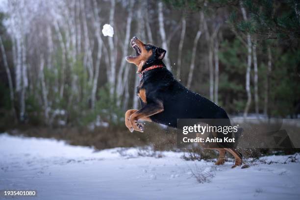 a dog catching a snowball - rottweiler stock pictures, royalty-free photos & images