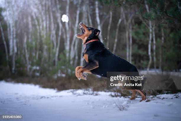 a dog catching a snowball - anita stock pictures, royalty-free photos & images