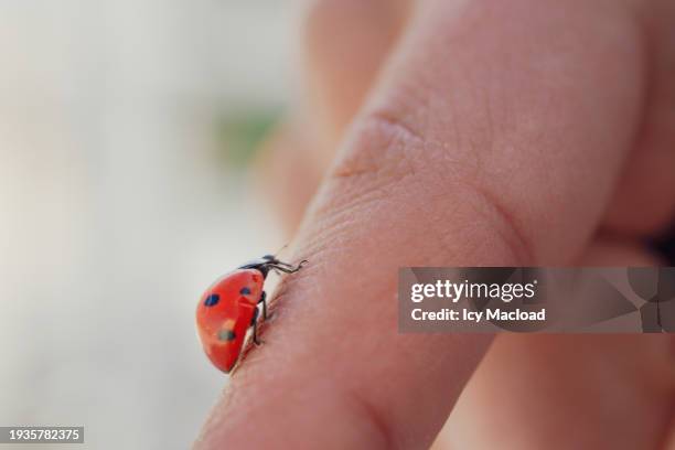 a red ladybug travelling on finger - ladybug stock pictures, royalty-free photos & images
