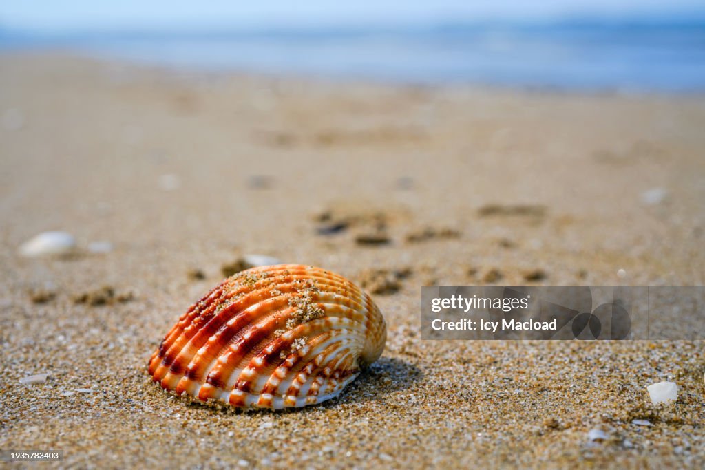 Shells Real Pretty Close Up Of Some Pretty Shells On The Sand Of A Beach In Termoli High ...