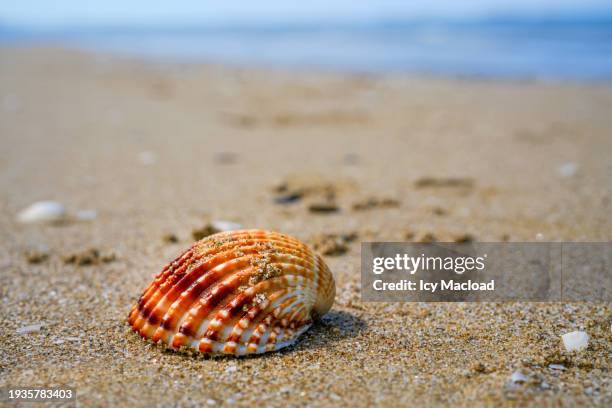 close up of some pretty shells on the sand of a beach in termoli (italy) - bay scallop shell stock pictures, royalty-free photos & images