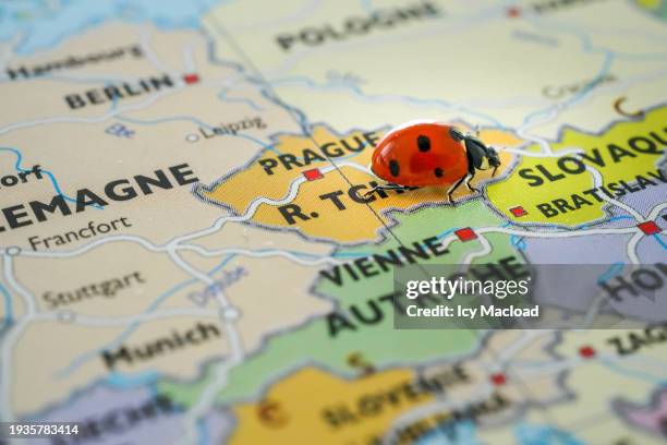 ladybug traveling around the world on a paper map - slovakia map stock pictures, royalty-free photos & images