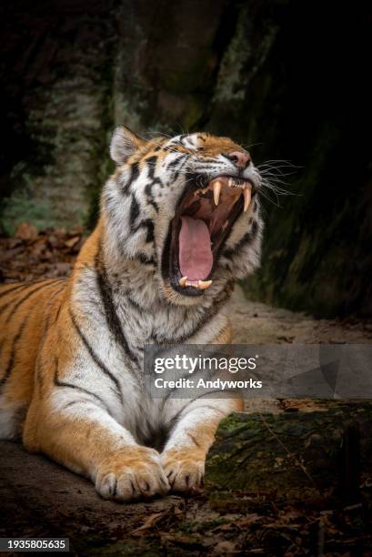 strong male siberian tiger, or amur tiger - tiger teeth stock pictures, royalty-free photos & images