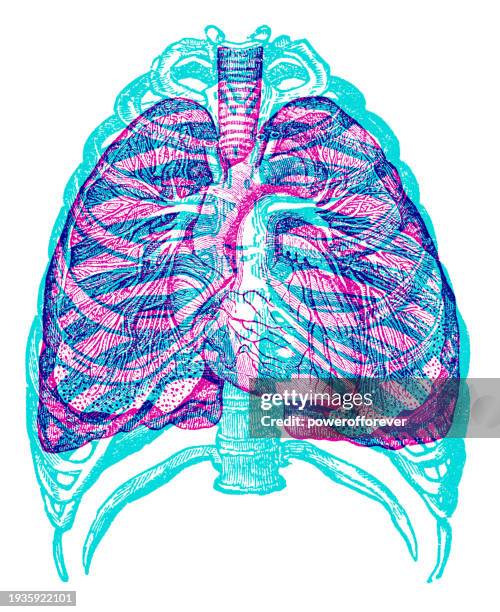 ilustraciones, imágenes clip art, dibujos animados e iconos de stock de risograph sobreimpresión estilo de corazón y pulmones dentro de la caja torácica - sistema-cardiopulmonar-humano