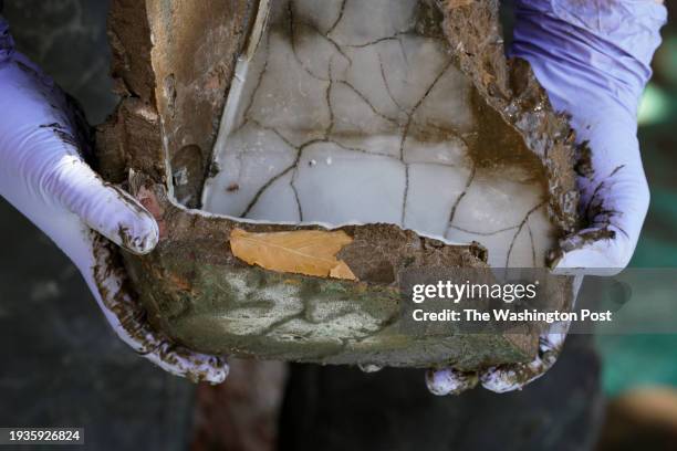 Leaf is preserved in a centuries-old sample from Crawford Lake on April 12, 2023 in Milton, Ontario. The layers of sediment from the meromictic lake...