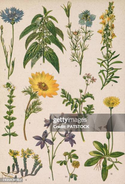 colored board with drawings of different plants. - euphrasia officinalis stock pictures, royalty-free photos & images