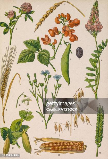 colored board with drawings of different plants. - barley stock pictures, royalty-free photos & images