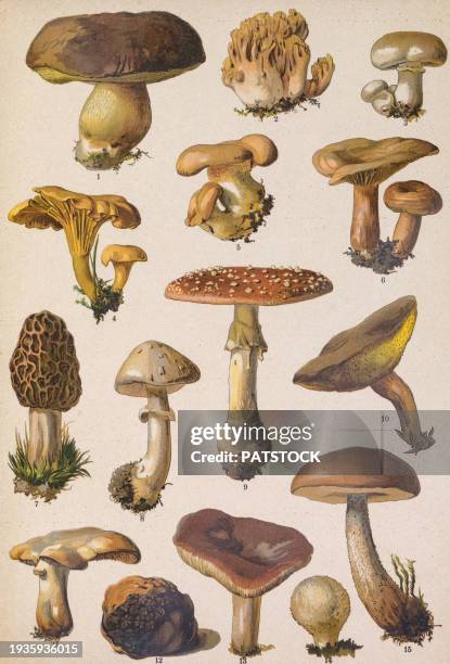 colored board with drawings of different plants. - mushroom stock pictures, royalty-free photos & images