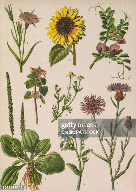 colored board with drawings of different plants. - helianthus stockfoto's en -beelden