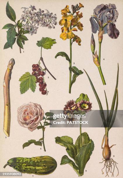 colored board with drawings of different plants. - primula officinalis stock pictures, royalty-free photos & images