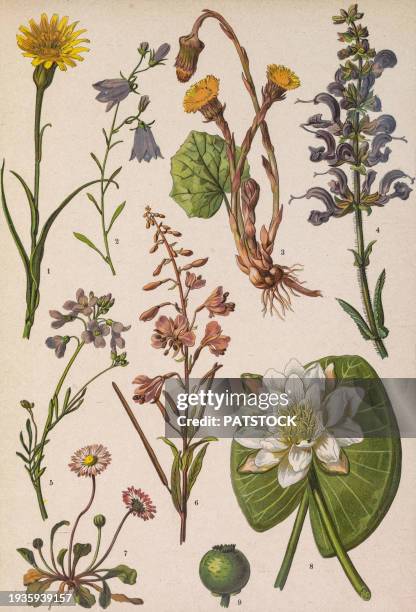 colored board with drawings of different plants. - bluebell illustration stock pictures, royalty-free photos & images