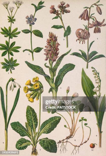 colored board with drawings of different plants. - asperula odorata stock pictures, royalty-free photos & images