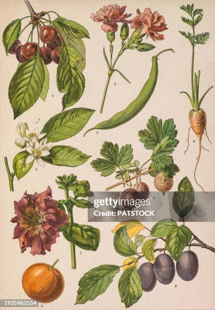 colored board with drawings of different plants. - lemon botanical drawing stock pictures, royalty-free photos & images