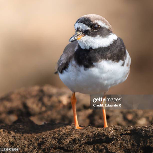 portrait of common ringed plover or ringed plover (charadrius hiaticula). waders birds - regenpfeifer stock-fotos und bilder