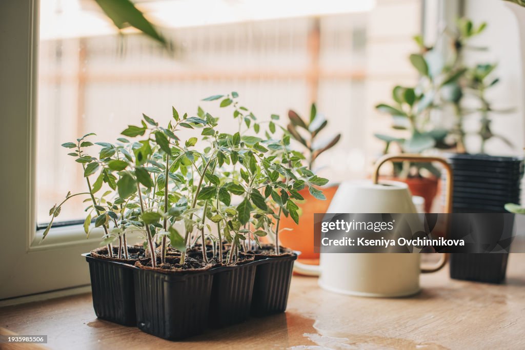 Tomato seedlings stand on the window of the house in a container