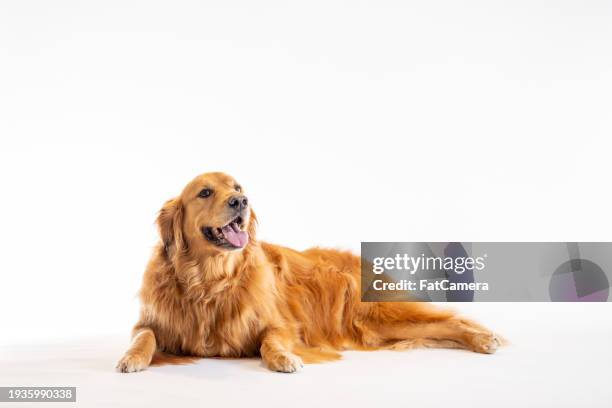 golden retriever détente - chien rapporteur de gibier photos et images de collection