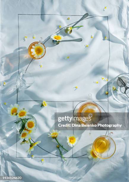 golden ratio proportion with tea and chamomile flowers on white tablecloth, creative hot drink flatlay - golden ratio stock pictures, royalty-free photos & images