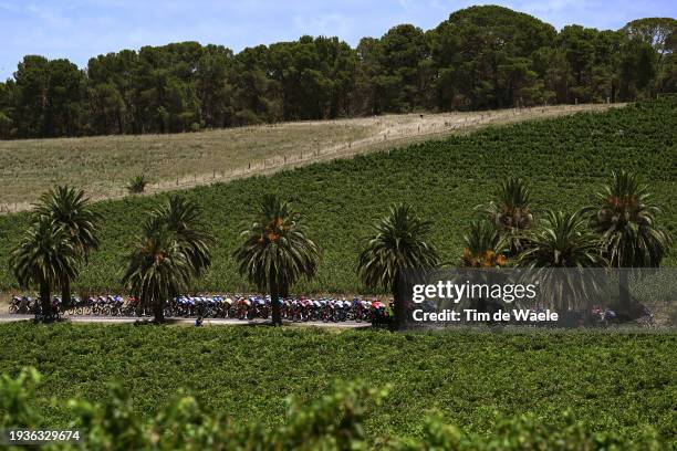 General view of the peloton passing through a landscape during the 24th Santos Tour Down Under 2024, Stage 1 a 144km stage from Tanunda to Tanunda /...
