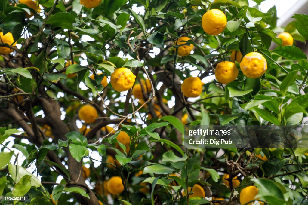 Yuzu Citrus Tree Laden with Golden Fruit