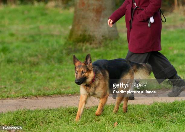 December 2023, Berlin: , dogs in Berlin. A shepherd dog runs through a public park in Neukoelln without a leash, while the animal is being walked by...