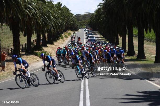 The peloton is seen on Seppeltsfield Road, Nuriootpa during the 24th Santos Tour Down Under Ziptrak Men's Stage 1 from Tanunda to Tanunda on January...