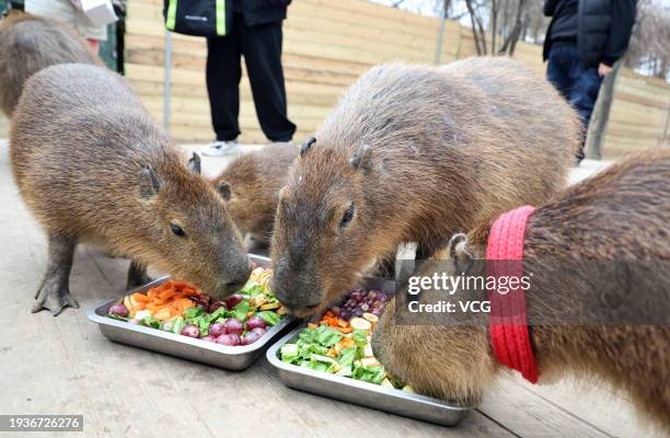 Cape Raptor Food 1,916 Capybara Stock Photos, High-Res Pictures, and Images - Getty Images