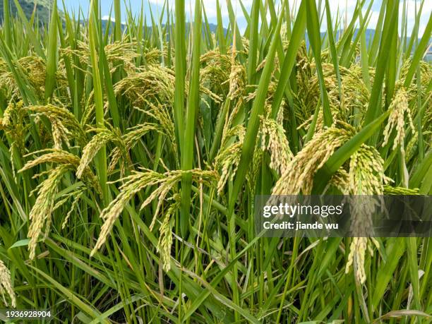 ears of rice harvested in autumn - chinese famine stock pictures, royalty-free photos & images