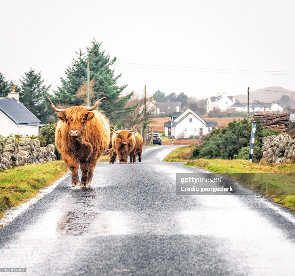 Highland cows on the road