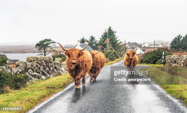 highland cattle approaching on the road - hebriden eilandgroep stockfoto's en -beelden