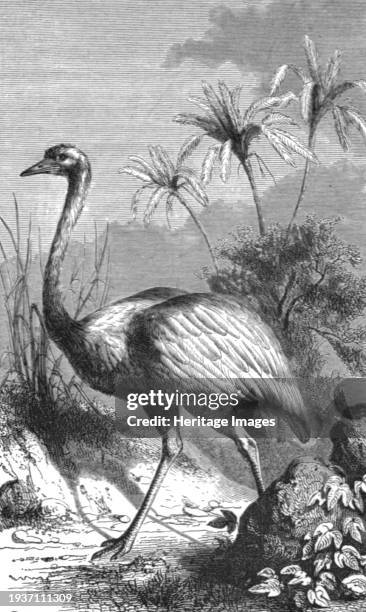 South American Ostrich; Old South American Geographies', 1875. From 'Illustrated Travels' by H.W. Bates. [Cassell, Petter, and Galpin, circa 1880,...