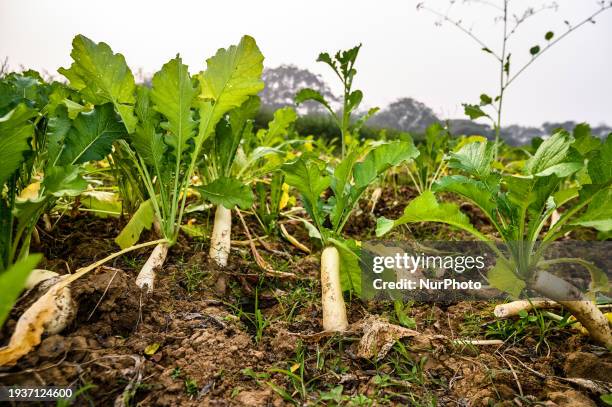 Daikon Or Mooli Is A Long, White, Root Mild-flavored Winter Radish Vegetable That Is Native To East Asia. It Is Also Known As Japanese Radish,...