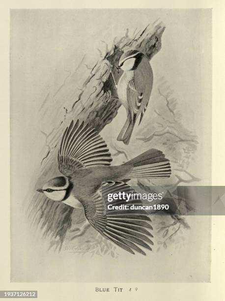 birds, wildlife art, eurasian blue tit, cyanistes caeruleus, a small passerine bird in the tit family, paridae - bluetit stock illustrations