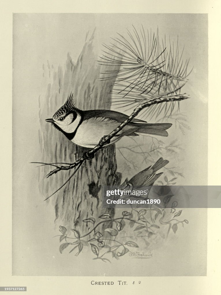 Birds, Wildlife art, Crested tit, Lophophanes cristatus, a passerine bird in the tit family Paridae
