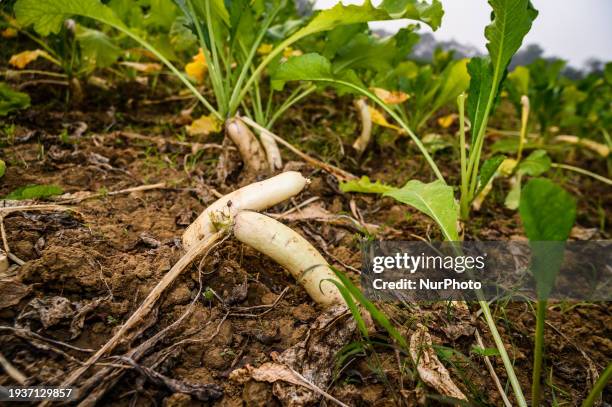 Raddish Rotti 421 The Mild Mild West Stock Photos, High-Res Pictures, and Images ...