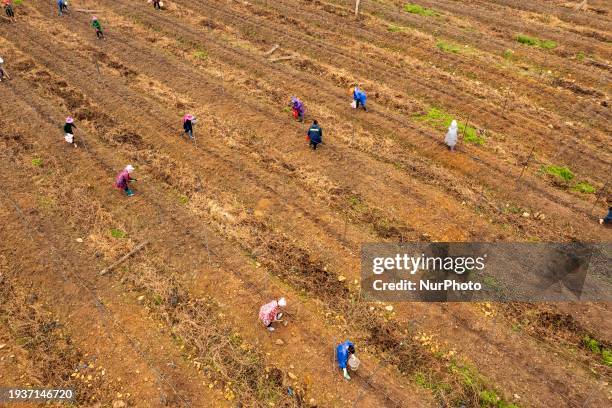 Farmers are applying fertilizer at the Guilong passion fruit base in Guandong town, Congjiang county, in Congjiang, China, on January 19, 2024.