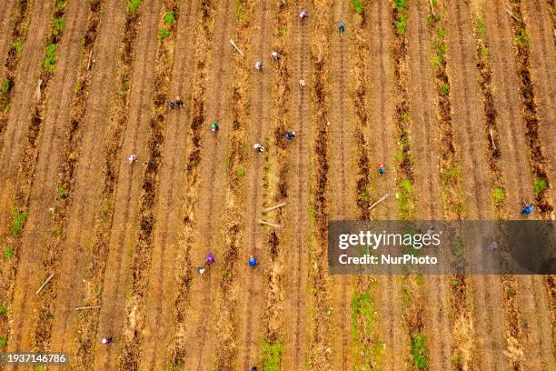 Farmers are applying fertilizer at the Guilong passion fruit base in Guandong town, Congjiang county, in Congjiang, China, on January 19, 2024.